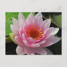 Cartão Postal SG Lincoln, Lily rosa-d'água do Nebraska #1 01