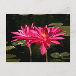 Cartão Postal SG Pink H2O Lily Lincoln, NE 2