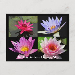 Cartão postal SG Waterlily Collage #1N 1100