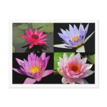 Cartão postal SG Waterlily Collage nº 2n 2200