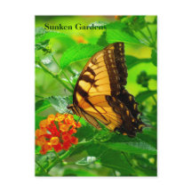 Cartão postal SG Yellow Swallowtail #245N 0245