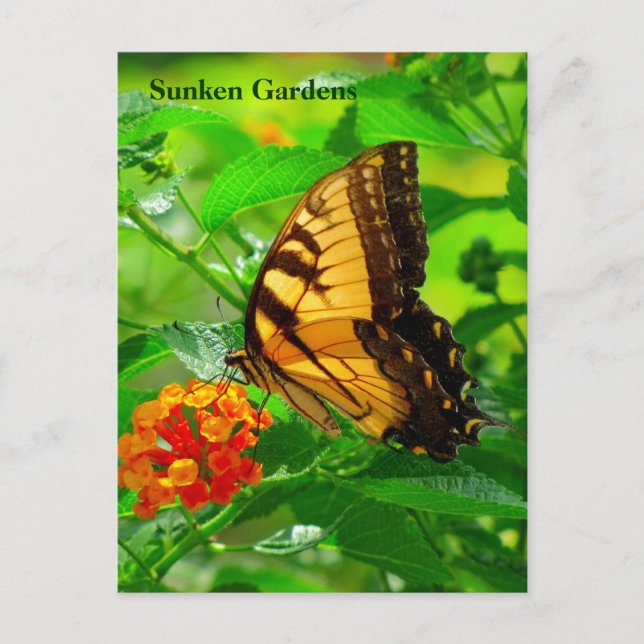 Cartão postal SG Yellow Swallowtail #245N 0245 (Frente)