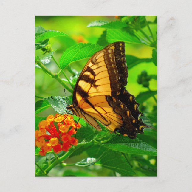 Cartão Postal SG Yellow Swallowtail #81N 081 (Frente)