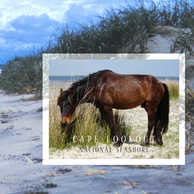 Cartão Postal Shackleford Banks Wild Horse, Cape Lookout, NC (Criador carregado)