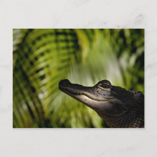 Cartão postal Shady Alligator