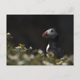 Cartão Postal Shady Puffin