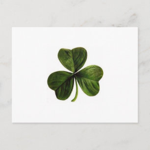 Cartão Postal Shamrock