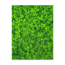Shamrock Clovers Green Irish Símbolo Irlanda