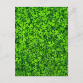Cartão Postal Shamrock Clovers Green Irish Símbolo Irlanda