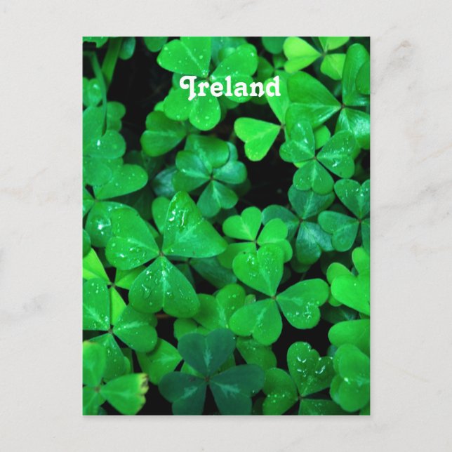 Cartão Postal Shamrocks Irlandês (Frente)