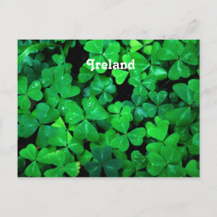 Cartão Postal Shamrocks Irlandês