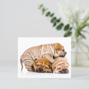 Cartão Postal Shar Pei