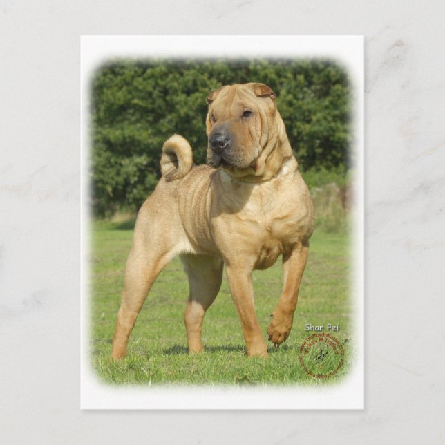 Cartão Postal Shar Pei (Frente)