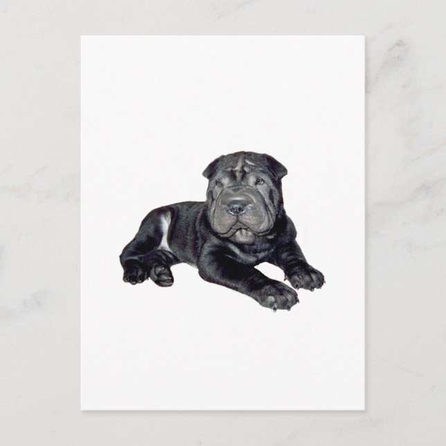 Cartão Postal Shar Pei chinês - cachorrinho preto (Frente)
