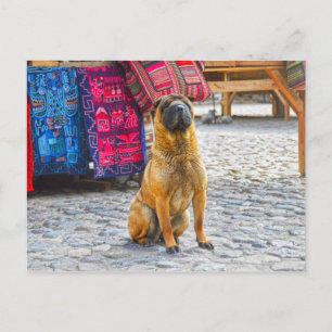 Cartão Postal Shar Pei Dog, Ollantaytambo, Peru