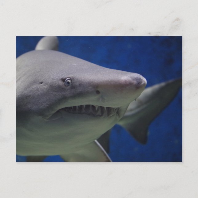 Cartão Postal Shark Stare, Nadação De Tubarões, Face Fechada (Frente)