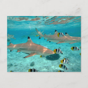 Cartão Postal Sharks in the Bora Bora lagoon postcard