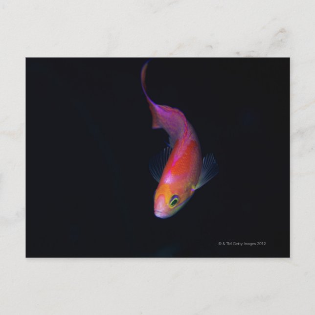 Cartão Postal Sharpfin seabass 2 (Frente)