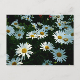 Cartão Postal Shasta Daisies II