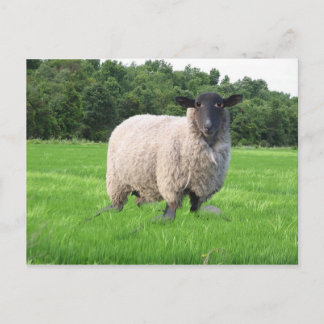 Cartão Postal Sheal Postcard