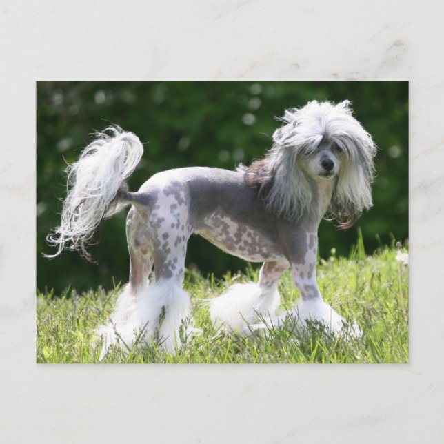 Cartão Postal Sheeba - Crestie Showoff (Frente)