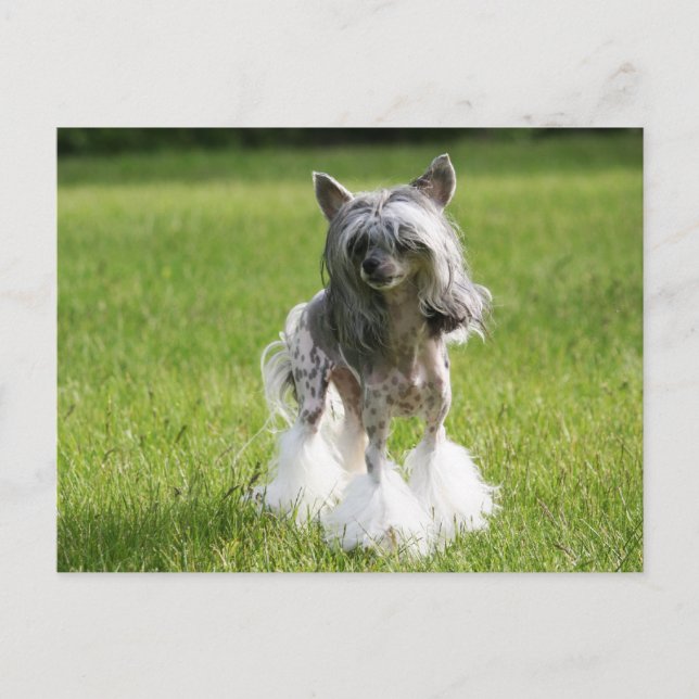 Cartão Postal Sheeba Green Grass (Frente)