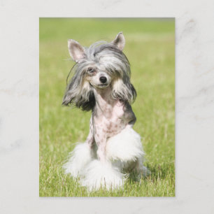 Cartão Postal Sheeba Pointing