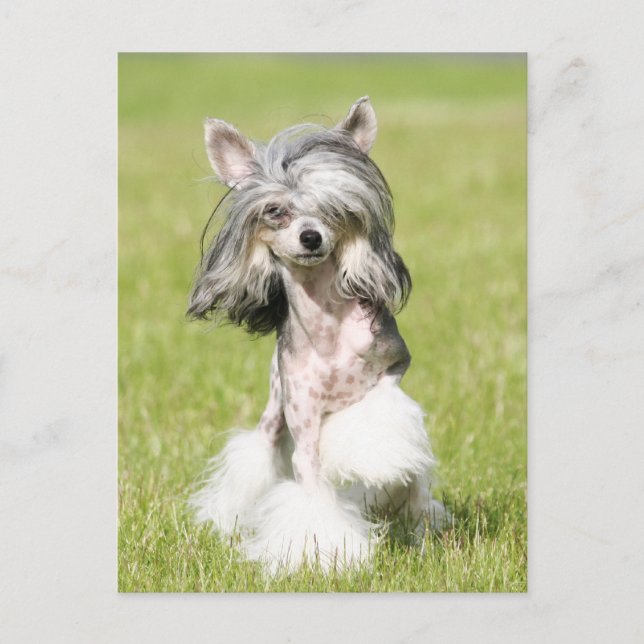 Cartão Postal Sheeba Pointing (Frente)