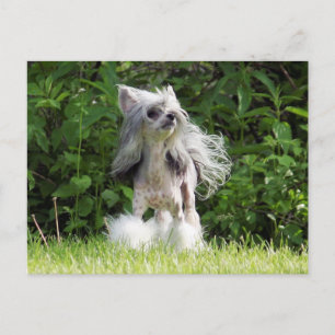 Cartão Postal Sheeba Procurando