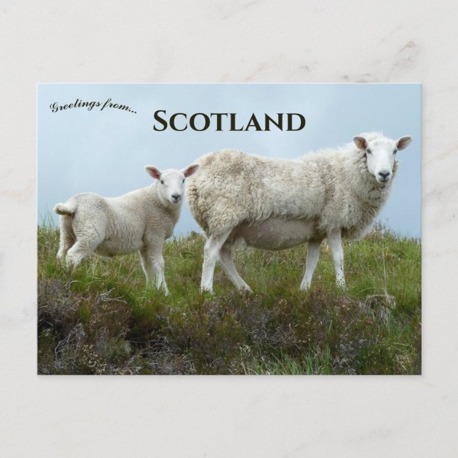 Cartão Postal Sheep in  Isle of Skye Scotland  (Frente)