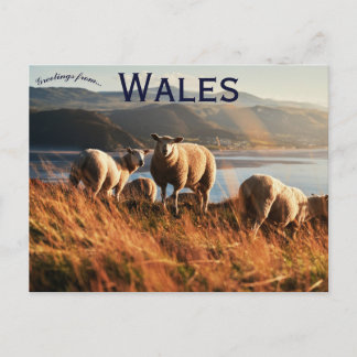 Cartão Postal Sheep in Wales