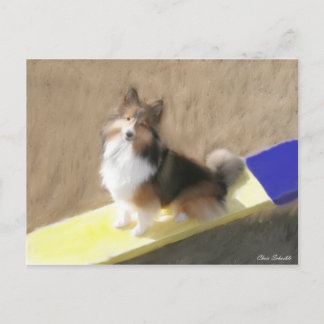 Cartão Postal Sheepdog de CuteShetland que senta-se em um teeter