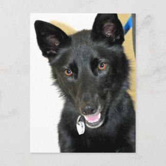 Cartão Postal Sheepdog-Shepherd belga