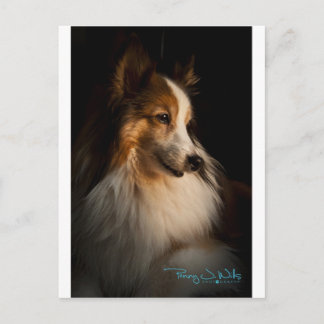Cartão Postal Sheepdog Shetland de Baixa Chave