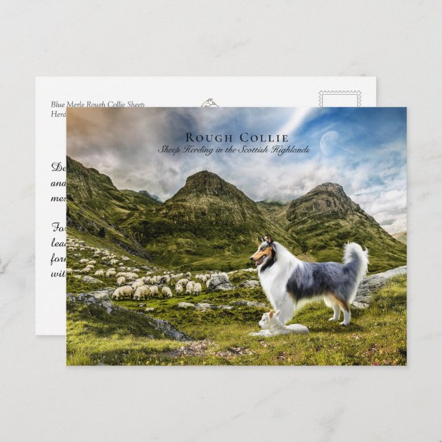 Cartão Postal Sheepherherle Blue Merle Rough Collie - Coletor (Frente/Verso)