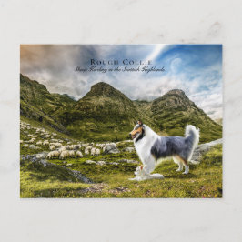 Cartão Postal Sheepherherle Blue Merle Rough Collie - Coletor