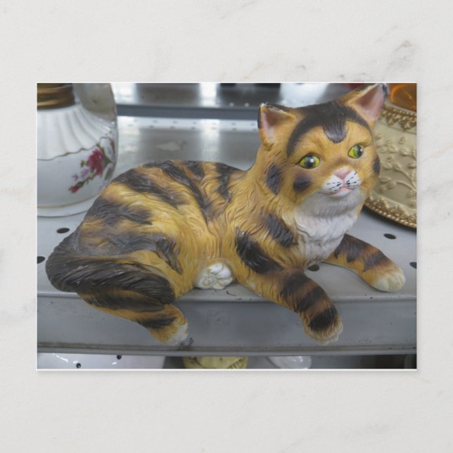 Cartão Postal Shelf Cat (Frente)