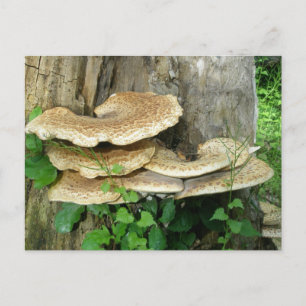 Cartão Postal Shelf Fungus no Stump Postcard