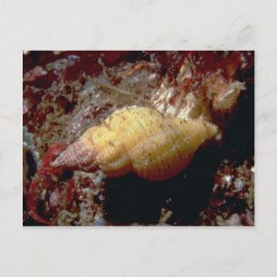 Cartão Postal Shell Lurid dwarf triton (Ocenebra lurida)