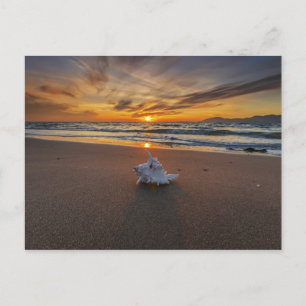 Cartão Postal Shell Na Praia Ao Sunset   Ilha Kos