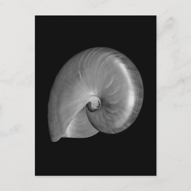 Cartão Postal Shell Nautilus Preto e Branco (Frente)
