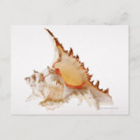 Shell Ramose Murex (Chicoreus ramosus) contra