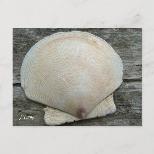 Cartão Postal Shell Scallop (Frente)
