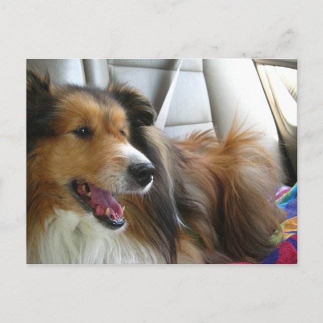 Cartão Postal Sheltie no carro (Frente)