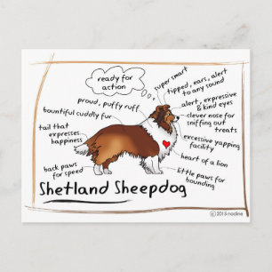 Cartão Postal Sheltie sável