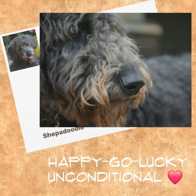 Cartão Postal Shepadoodle Dog Retrato Fotográfico (Criador carregado)