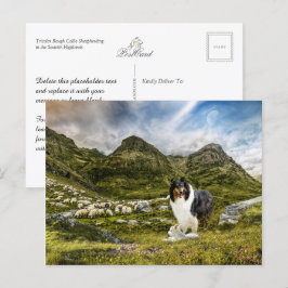 Cartão Postal Shepaherheretricolor Rough Collie - Coletor