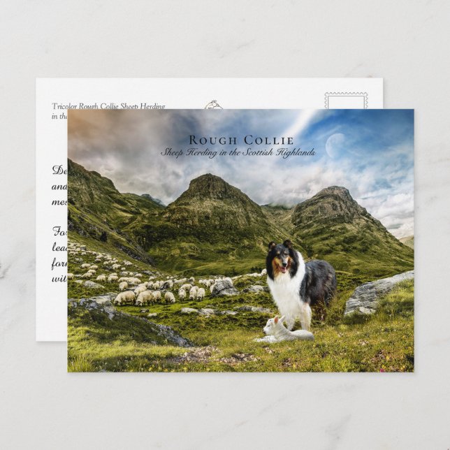 Cartão Postal Shepaherheretricolor Rough Collie - Coletor (Frente/Verso)
