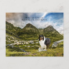 Cartão Postal Shepaherheretricolor Rough Collie - Coletor