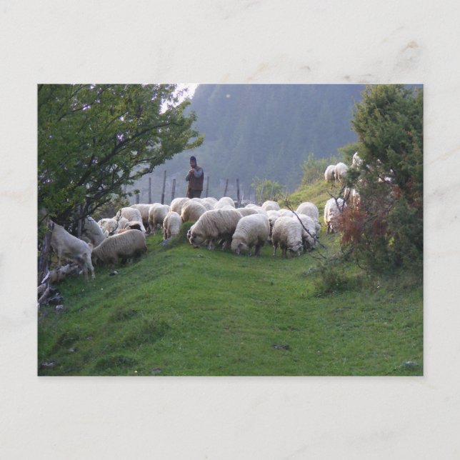 Cartão Postal Shepherd in Fundata, Romênia (Frente)